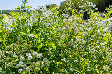 Cow Parsley Anthriscus sylvestris with Delicate White Umbel Flowers