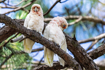 Close up of a pair of Galahs perched on gnarly branch at Woy Woy, NSW, Australia