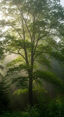 Tall deciduous tree stands prominently in a misty forest illuminated by soft morning light