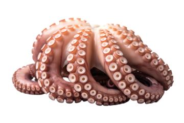 delicious octopus fresh and ready to eat . Isolated on transparent background, png