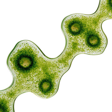 Intricate Green Amoeba Shapes and Patterns