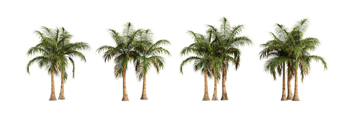 Set of palm tree isolated on white