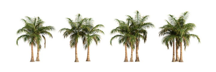 Set of palm tree isolated on white