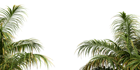 palm tree leaves branch isolated on white