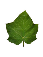 A leaf of Firmiana simplex, or Chinese parasol tree, in transparent bakcground