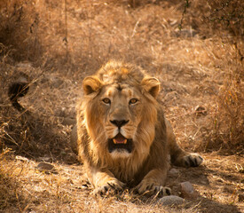Powerful male lion resting in its natural habitat