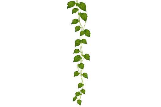 Green ivy vine climbing upward, decorative plant element for nature themes, transparent background
