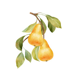 Hand-drawn illustration of two yellow pears on a branch with leaves