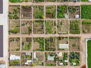 Many organized vegetable gardens are seen along the edge of a residential area in a city showing urban agriculture and community gardening.