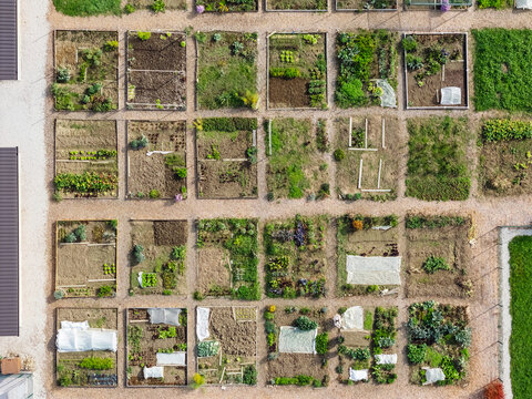 Many organized vegetable gardens are seen along the edge of a residential area in a city showing urban agriculture and community gardening.