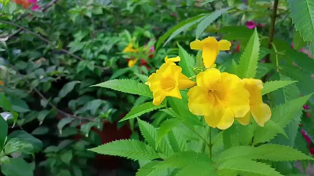 Close-up footage of yellow trumpet flower (Tecoma stans) blooming in natural outdoor environment.