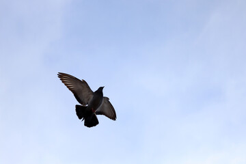 Obraz premium a pigeon flying alone in the sky