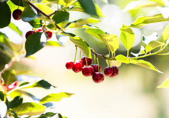 Sour cherry farm in an orchard close up