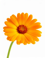 Calendula officinalis fresh flowers herbal medicine. Calendula officinalis flower isolated on white background. Herbal medicine, natural skincare, cosmetic products, healing ointments and botanical.