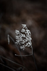 Natural background, frozen and hoarfrost covered plants against a dark background, lots of copyspace