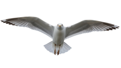 Seagull in flight PNG isolated on transparent background, majestic seabird soaring with outstretched wings against a clean backdrop