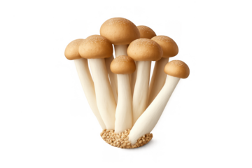 Shimeji mushrooms growing as a cluster, brown beech fungi bunched on a transparent background