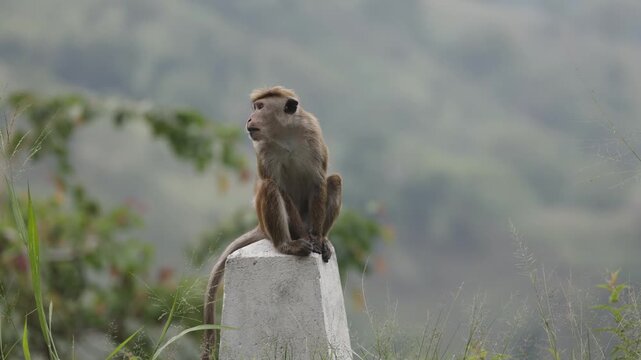 Toque macaque yawning on concrete stone