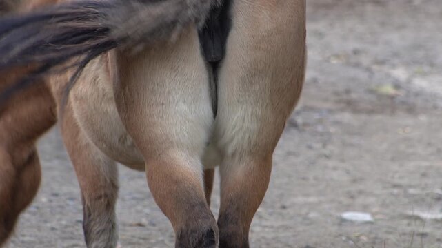 Brown Horse. Przewalski's Horse Animal. Back view tail
