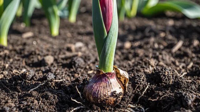 A single tulip bulb breaks through dark soil, revealing fresh green shoots and roots in early spring