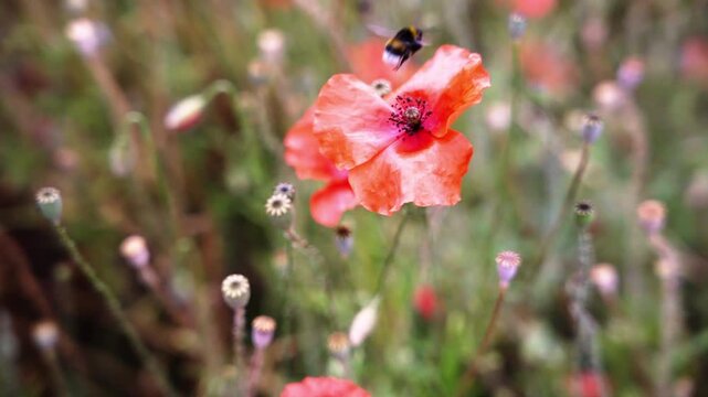 Macro Slow Motion of Bumblebee Pollinating Red Poppy in Dordogne France