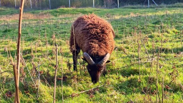 Close-up view of one brown Soay sheep grazing on a rural meadow in a farmland area.
