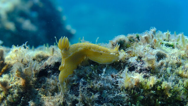 Giant doris or Regal sea goddess (Felimare picta) undersea, Ligurian Sea, Italy, Imperia