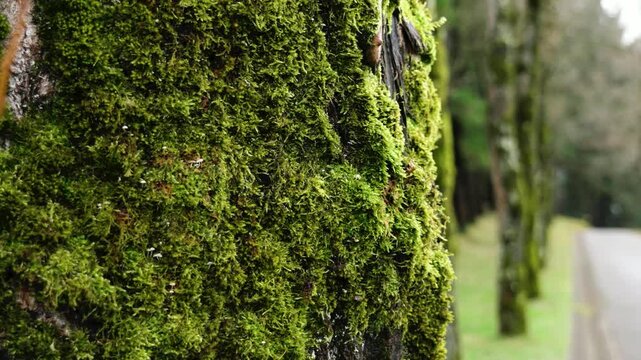 Old pine tree trunks covered with moss arranged along a park asphalt road