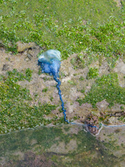 Bluebottle jellyfish - Physalia physalis - venomous marine organism, with blue stinging tentacles and inflated gas-filled float or pneumatophore, on a rock covered with green seamoss. Vertical image