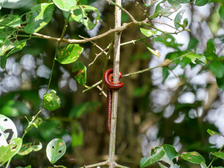 Two large ringed red millipedes, shongololos, curled up around a twig. background blurred or out of focus.
