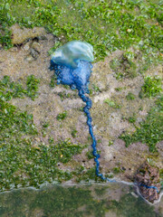 Bluebottle jellyfish - Physalia physalis - a  venomous marine organism, with a blue stinging tentacles and inflated gas-filled float or pneumatophore, on a rock with green seamoss. Vertical image