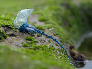 Bluebottle jellyfish - Physalia physalis - a  venomous marine organism, with a blue stinging tentacles and inflated gas-filled float or pneumatophore, lying on a rock covered with green seamoss.  
