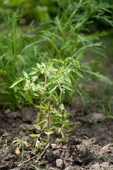 young tomato plant seedlings growing in a vegetable garden in the soil