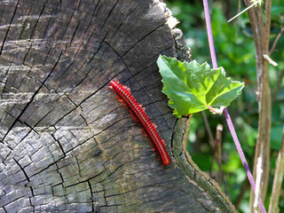 Close-up of a large ringed red millipede, shongololo, walking on a tree branch. background blurred or out of focus.