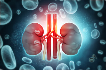 Human Kidneys Anatomy on a Red Blood Cells Background. Conceptual 3D medical illustration of kidney function, blood filtration, and renal health.