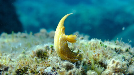 Giant doris or Regal sea goddess (Felimare picta) undersea, Ligurian Sea, Italy, Imperia