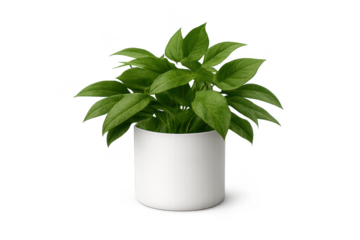 Potted houseplant image with transparent background for design work.