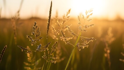 Fototapeta premium Golden light shining through grass blades in a serene landscape at sunrise