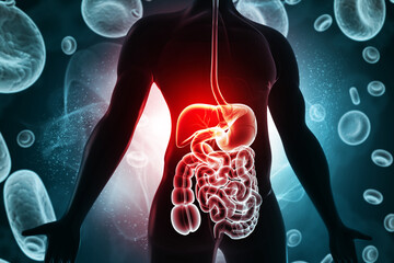 Detailed Human Digestive System Anatomy on a Red Blood Cells Background. 3D conceptual medical illustration of nutrient absorption, digestion, and the extensive blood supply of the GI tract