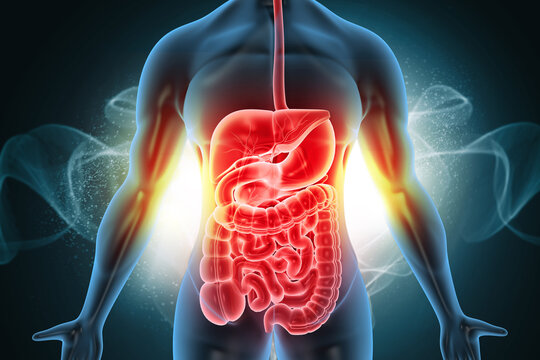 Healthy Human Body with Digestive System Anatomy. Conceptual 3D medical illustration on a clean, abstract background, highlighting the full gastrointestinal tract and overall wellness.