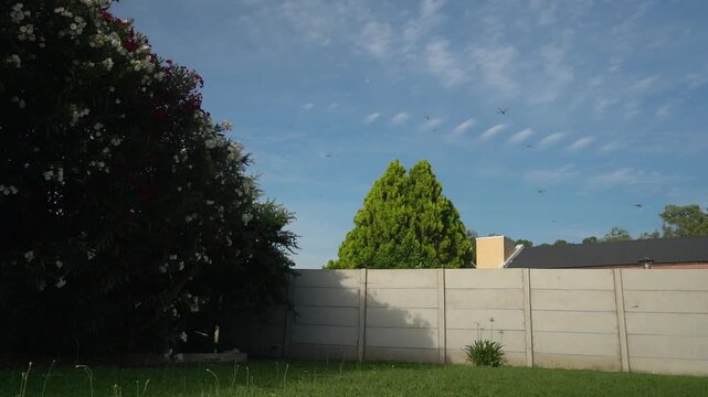 A group of dragonflies flies over a garden with red and white Nerium oleander plants. Slow-motion.