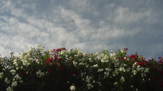 A group of dragonflies flies against the sky and red and white Nerium oleander plants. Slow-motion.
