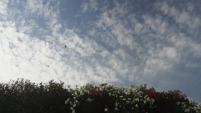 A group of dragonflies flies against the sky, and red and white Nerium oleander plants. Slow motion.