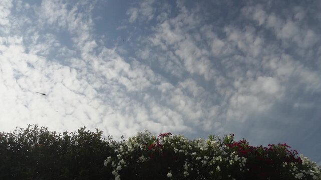 A group of dragonflies flies against the sky, and red and white Nerium oleander plants.Slow motion.