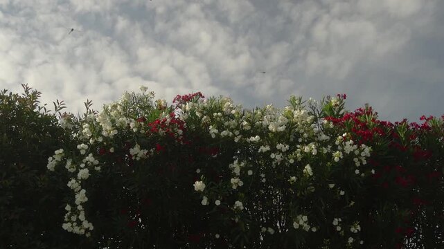 A group of dragonflies flies against the sky, and red and white Nerium oleander plants. Slow-motion.