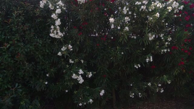 A group of dragonflies flies over a garden against red and white Nerium oleander plants.