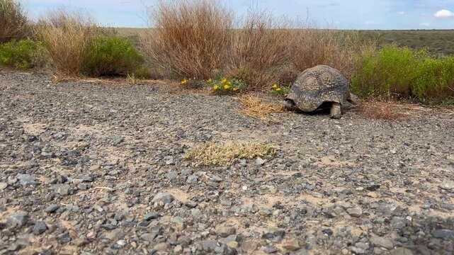 The clip features a leopard tortoise walking on a gravel road towards some bushes. The background shows the barren Karoo.