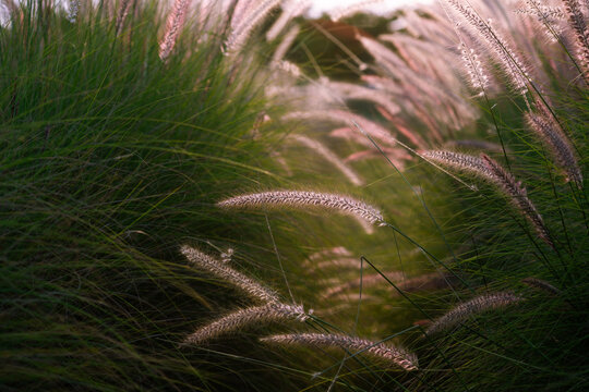 Beautiful sunrise with tall grass meadow