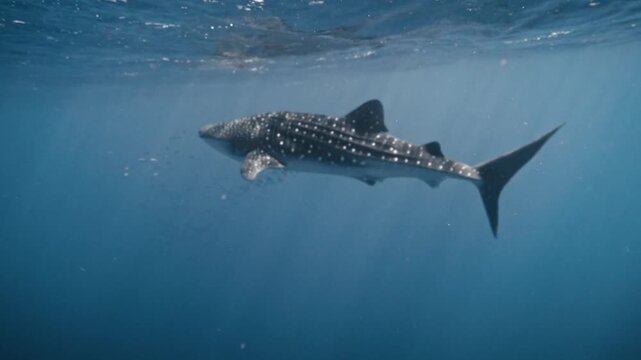 The whale shark swimming underwater