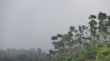Mist stretches through the green trees of the mountain forest at sunrise, casting a morning fog...